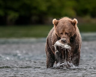 The Catch