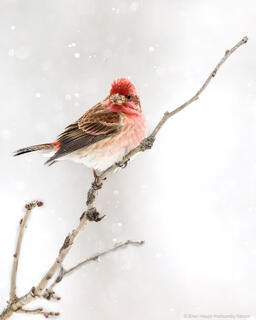Winter Resolve