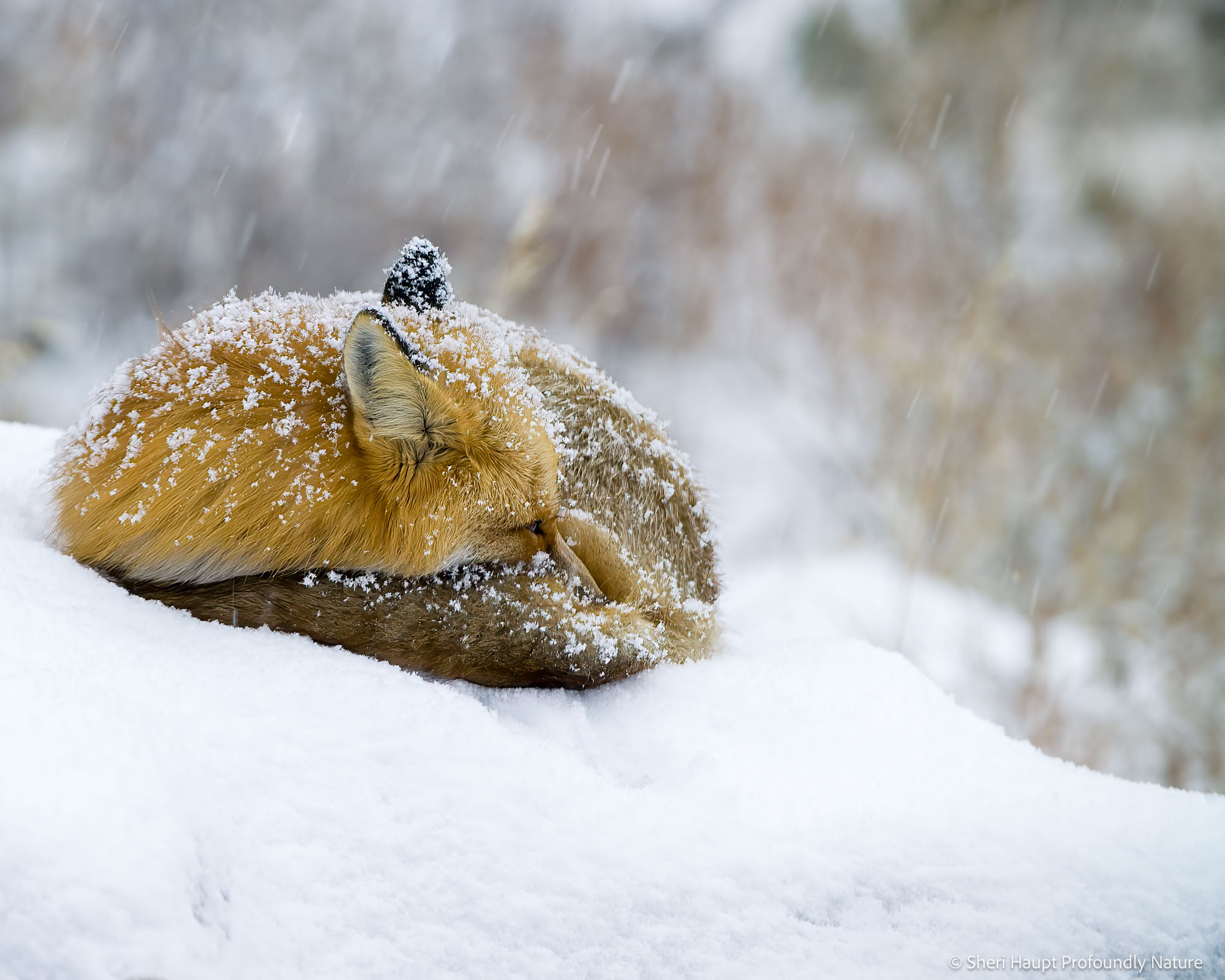 Winter's Embrace Curled beneath a blanket of fresh snow, a red fox rests undisturbed as winter quietly settles across the Wyoming landscape. In...