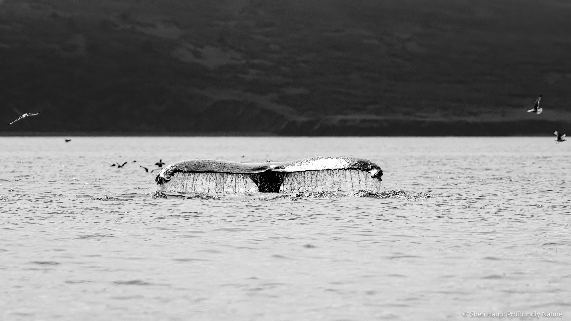 Into Stillness A final moment at the surface—where motion dissolves into stillness, and presence slips quietly back into the vast, unseen...