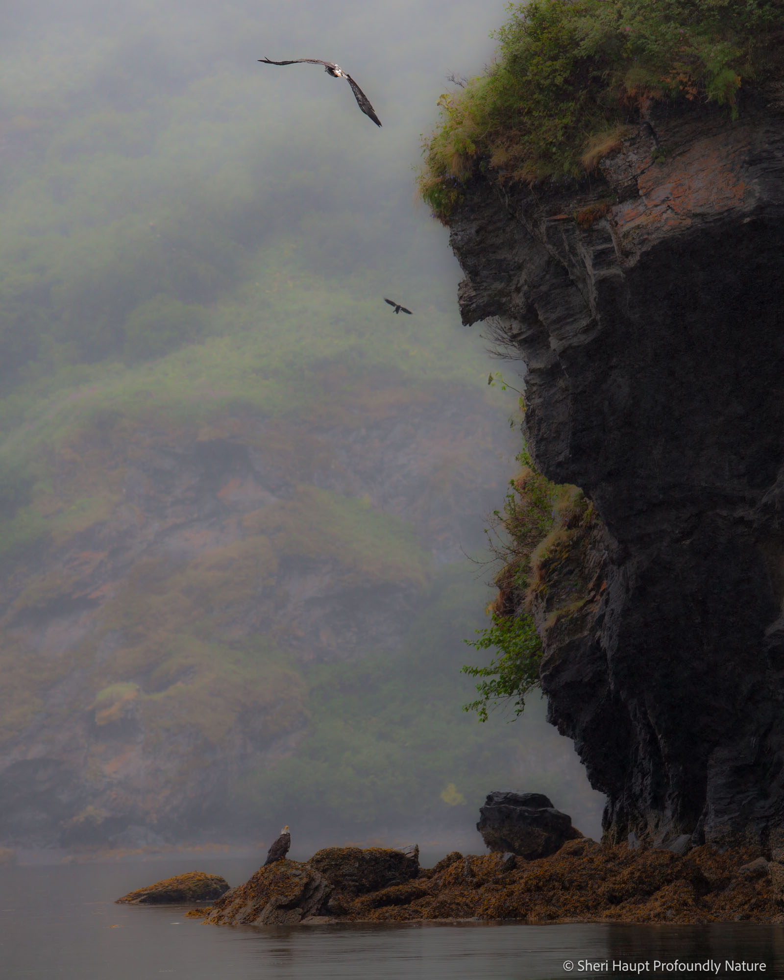 Edge of Stillness Along Alaska’s rugged coastline, a quiet boundary forms where rock meets water and the air carries only the sound of distant...