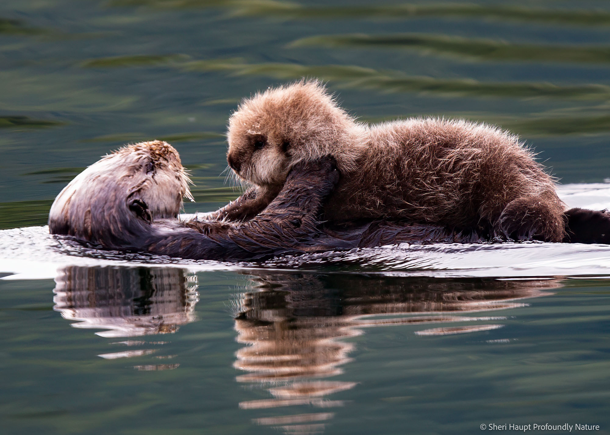 The Silent Bond In still waters, connection unfolds without urgency—an unspoken exchange of trust, presence, and the quiet continuity of...