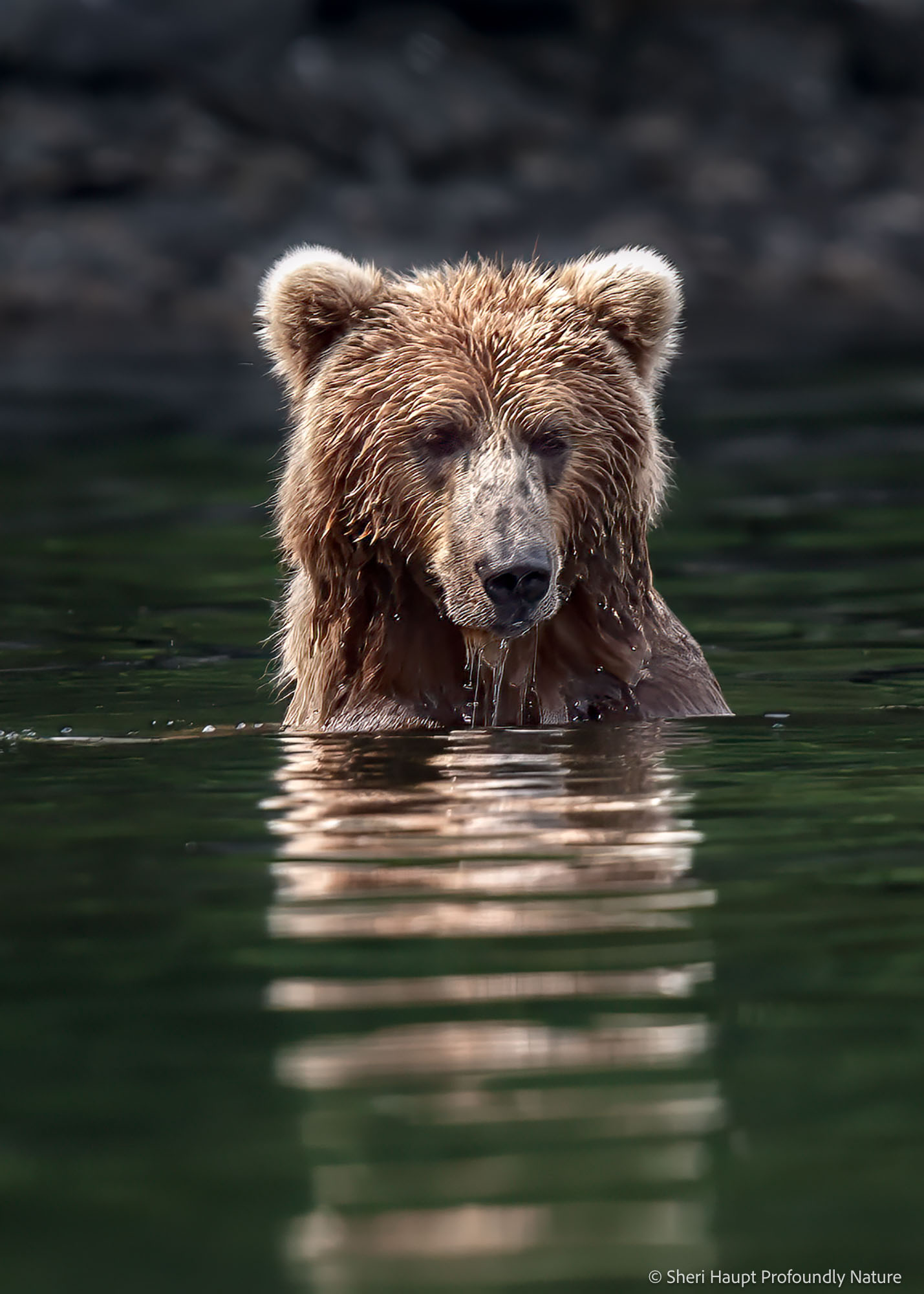 In Reflection Standing quietly in the dark waters, a coastal brown bear pauses between moments of motion and stillness. The surface reflects...