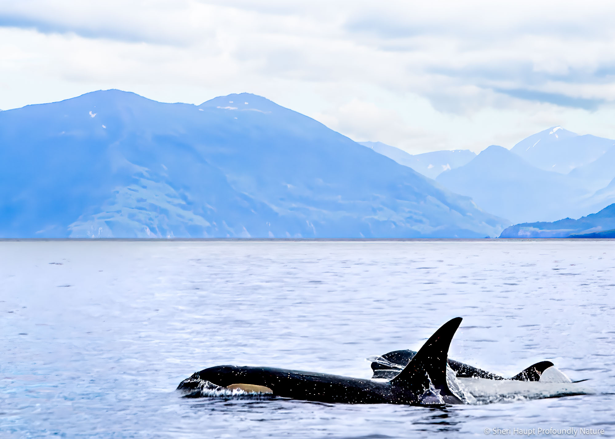 Silent Passage A quiet journey across Alaska’s vast waters, where life moves unseen and uninterrupted—reminding us that the most...