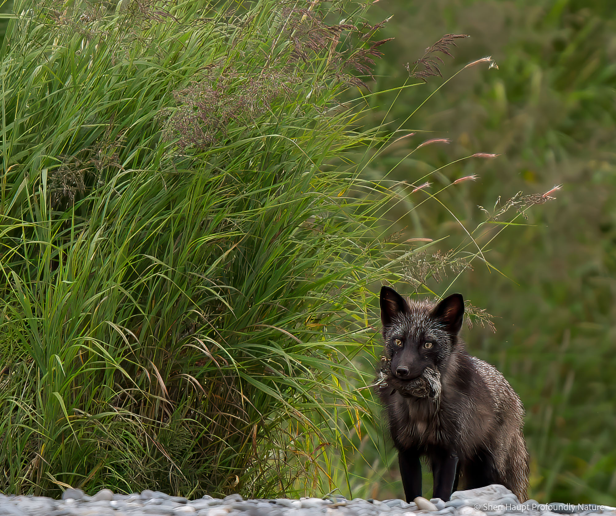 The Provider A quiet moment where purpose and instinct become one—life carried forward through the unseen rhythms of the wild.