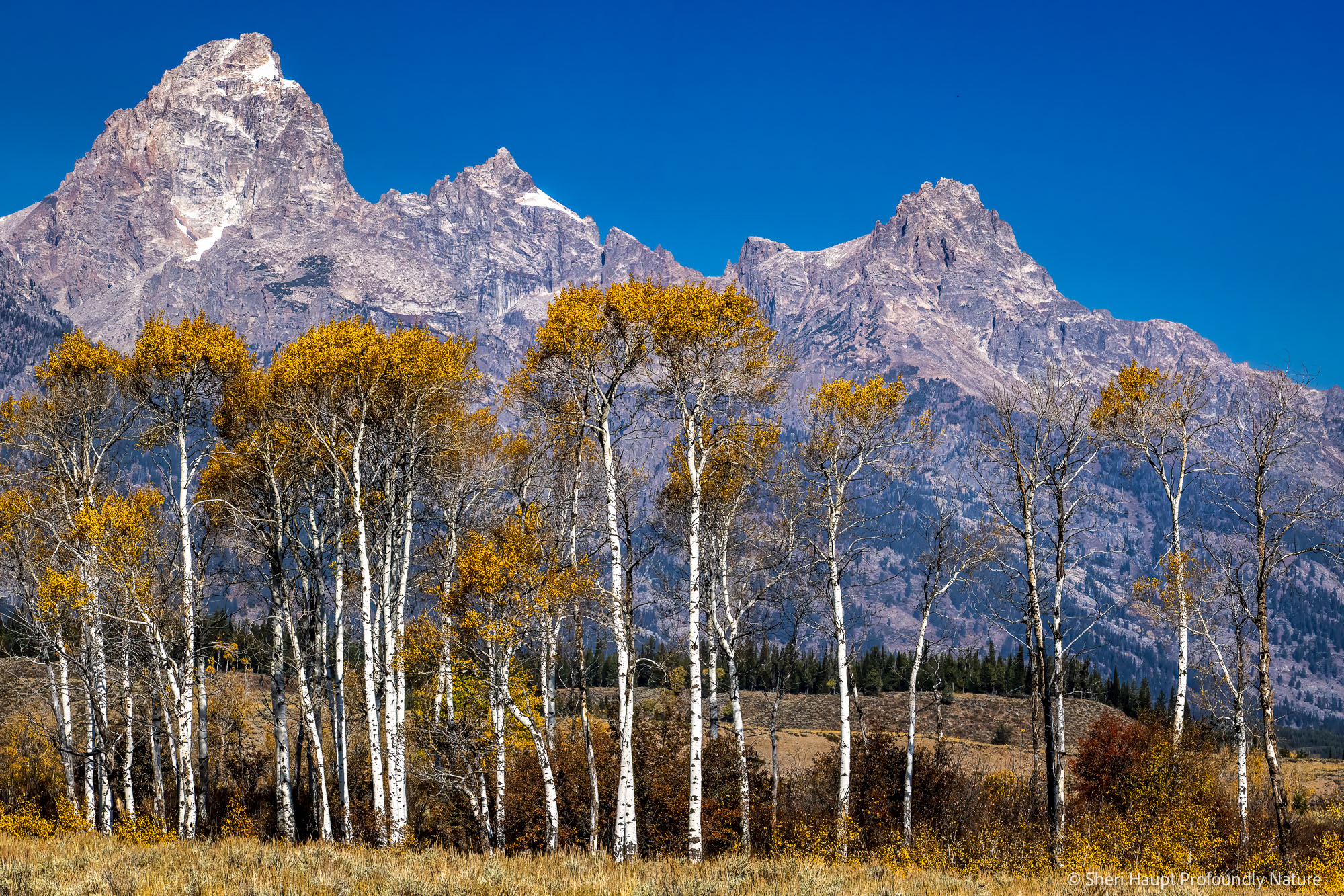 Autumn Sentinels A stand of golden aspens rises against the rugged peaks of the Grand Tetons, holding onto the last light of autumn. There is...