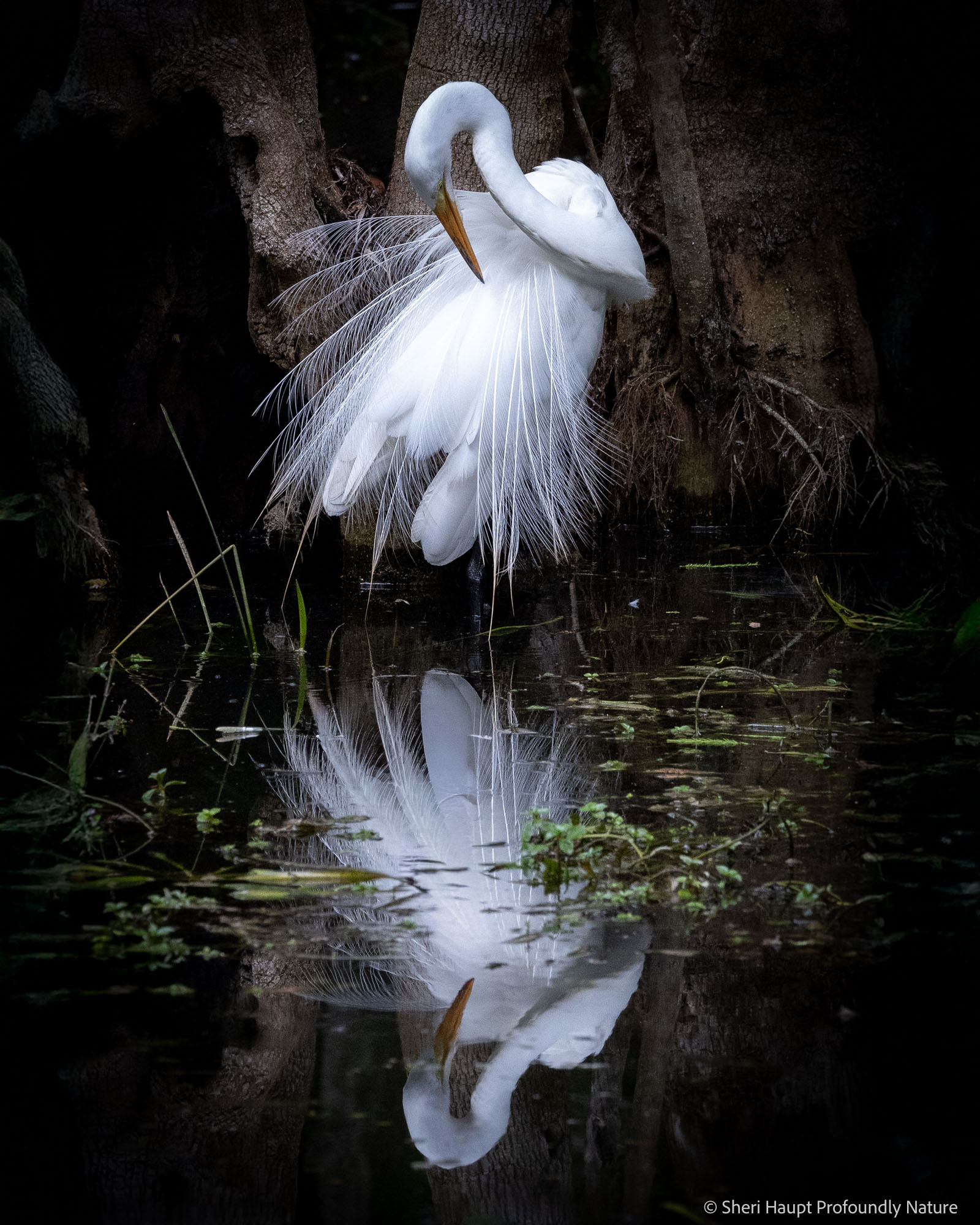 Poise Egret, Florida