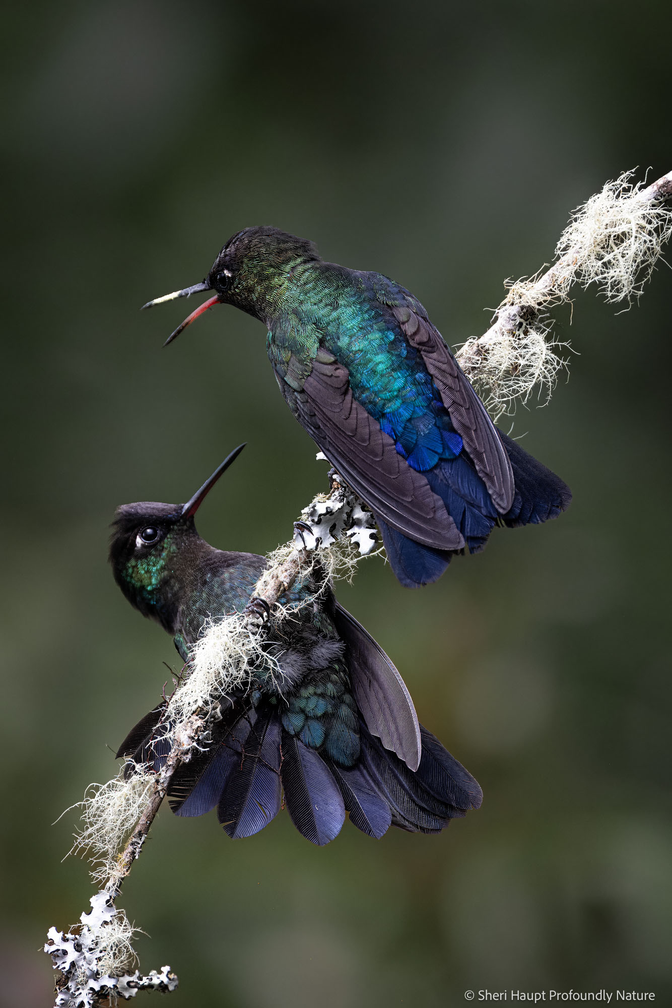 Attentive Two hummingbirds pause along a lichen-covered branch, their attention fixed on each another in a moment of quiet awareness....