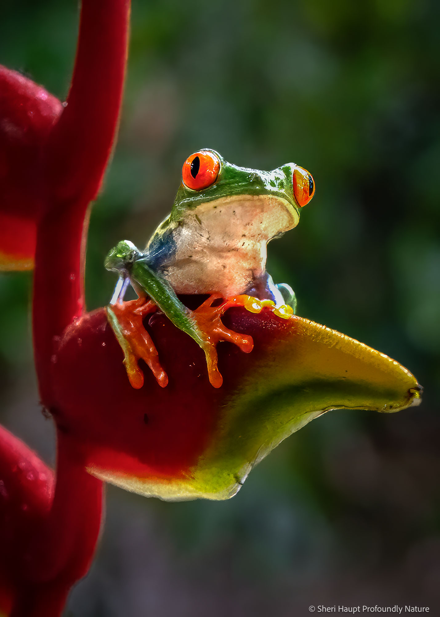On Watch Perched in vibrant stillness, this small guardian watches the world with quiet intensity—reminding us that even the smallest...