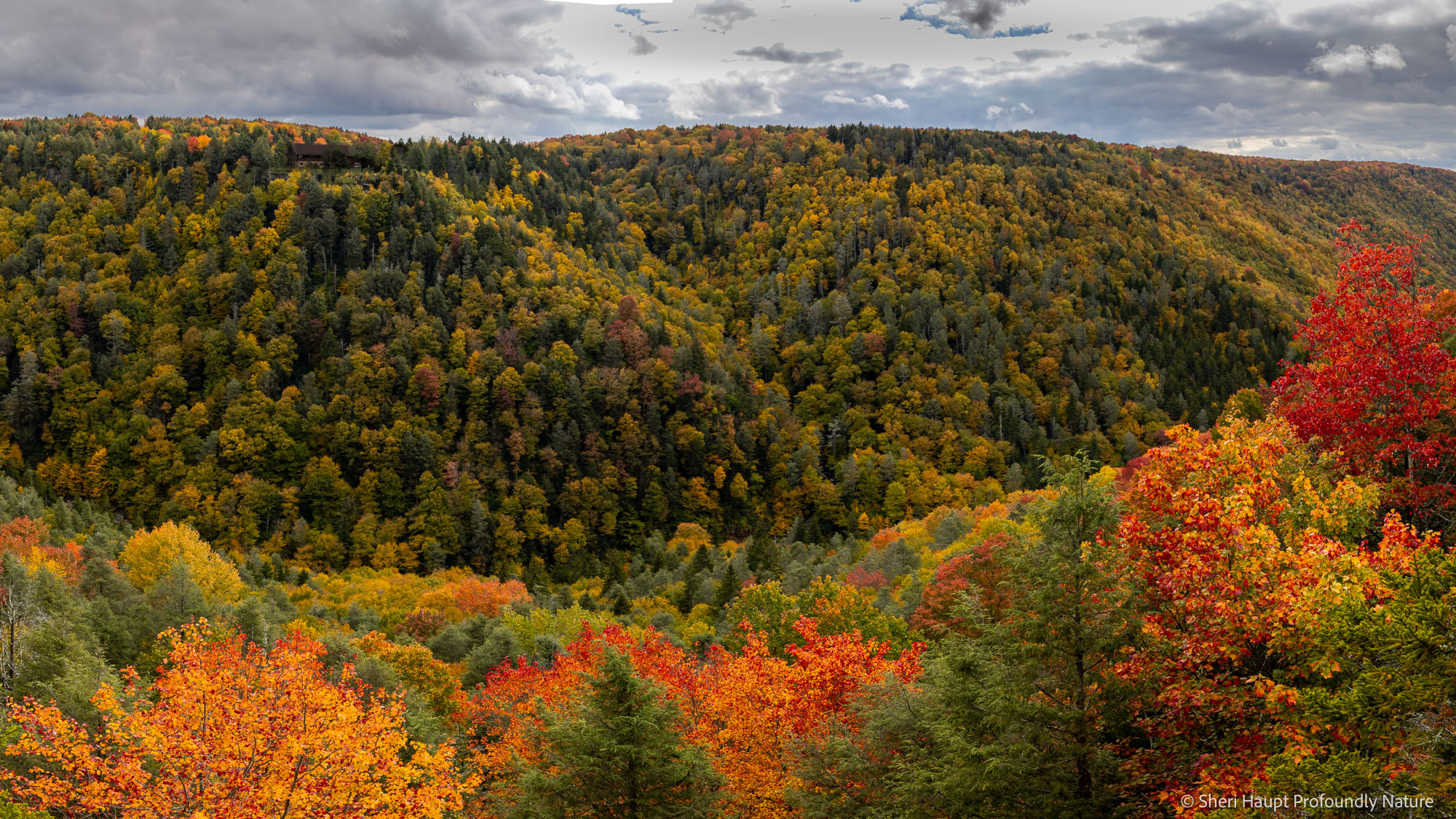 Blackwater Autumn Majesty Every autumn, Blackwater Canyon transforms into one of Appalachia's most breathtaking landscapes. Waves of crimson, amber, and...