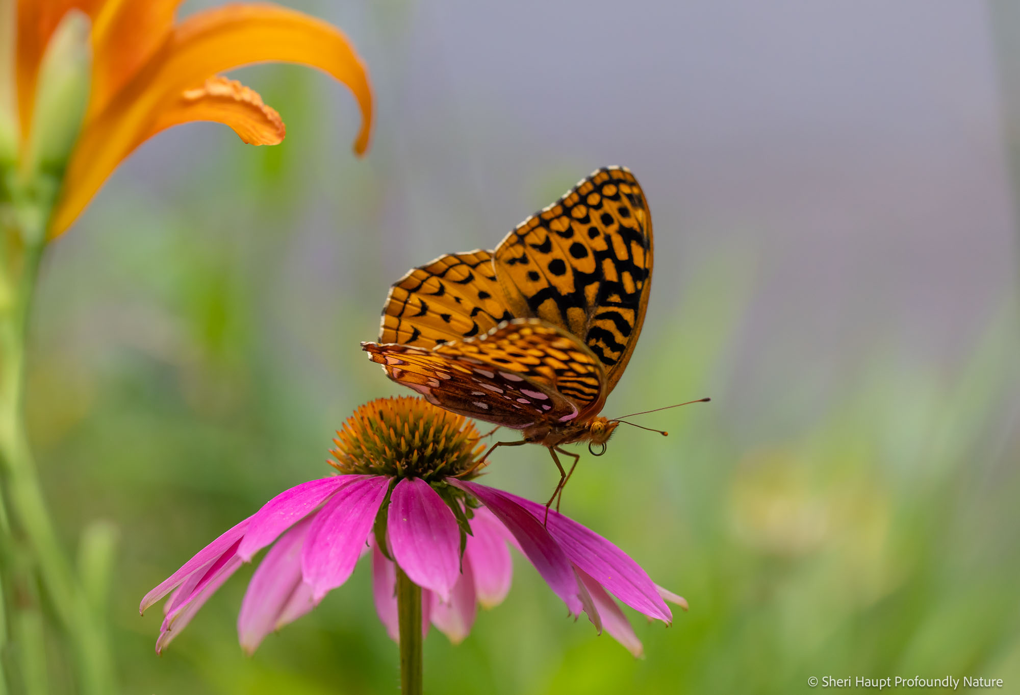 At Rest Perched gently upon a summer bloom, a butterfly pauses amid the quiet rhythms of the meadow. Though its journey may span miles...