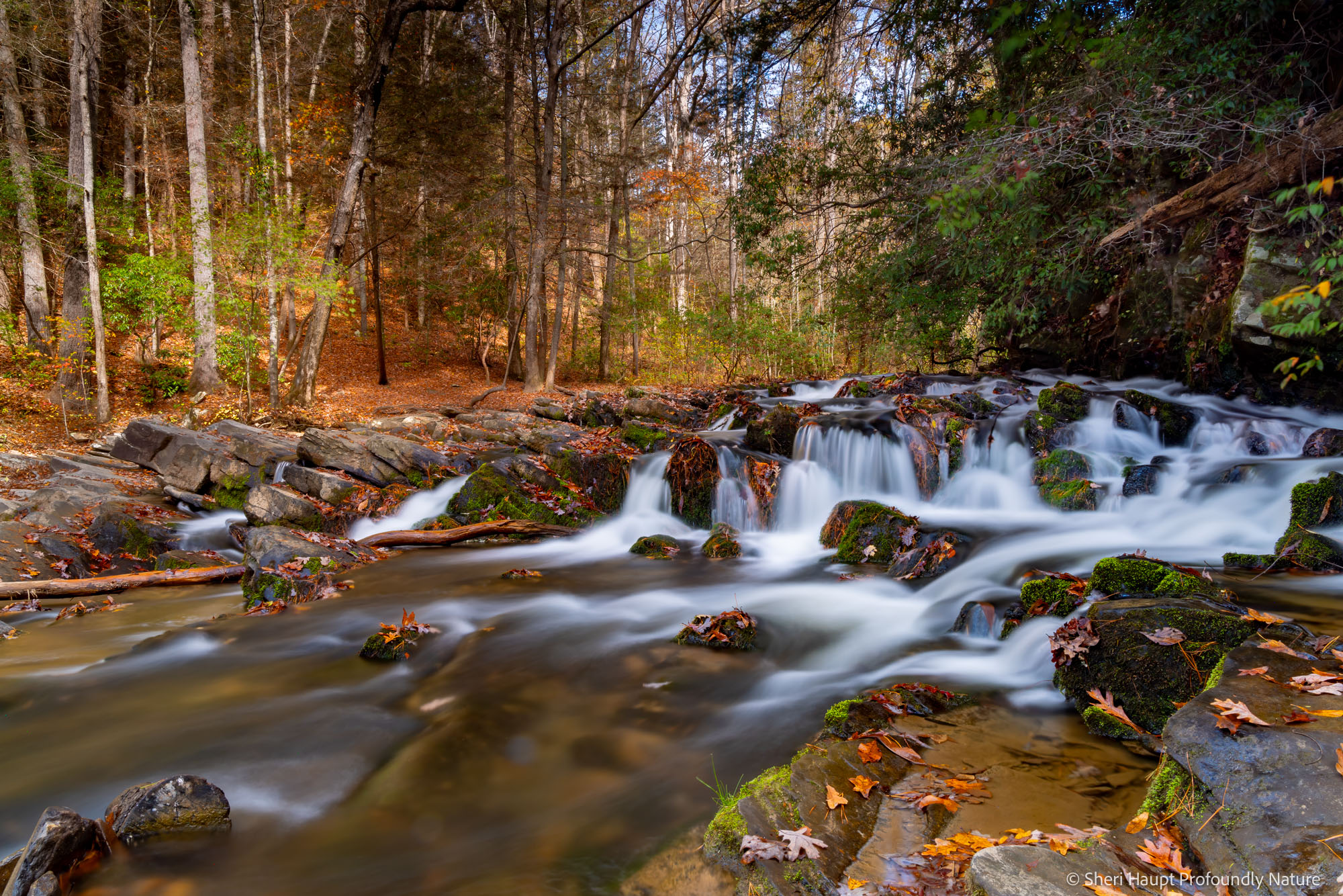 Autumn Run Where the forest moves water finding its way through stone and time — a quiet rhythm that never stops.