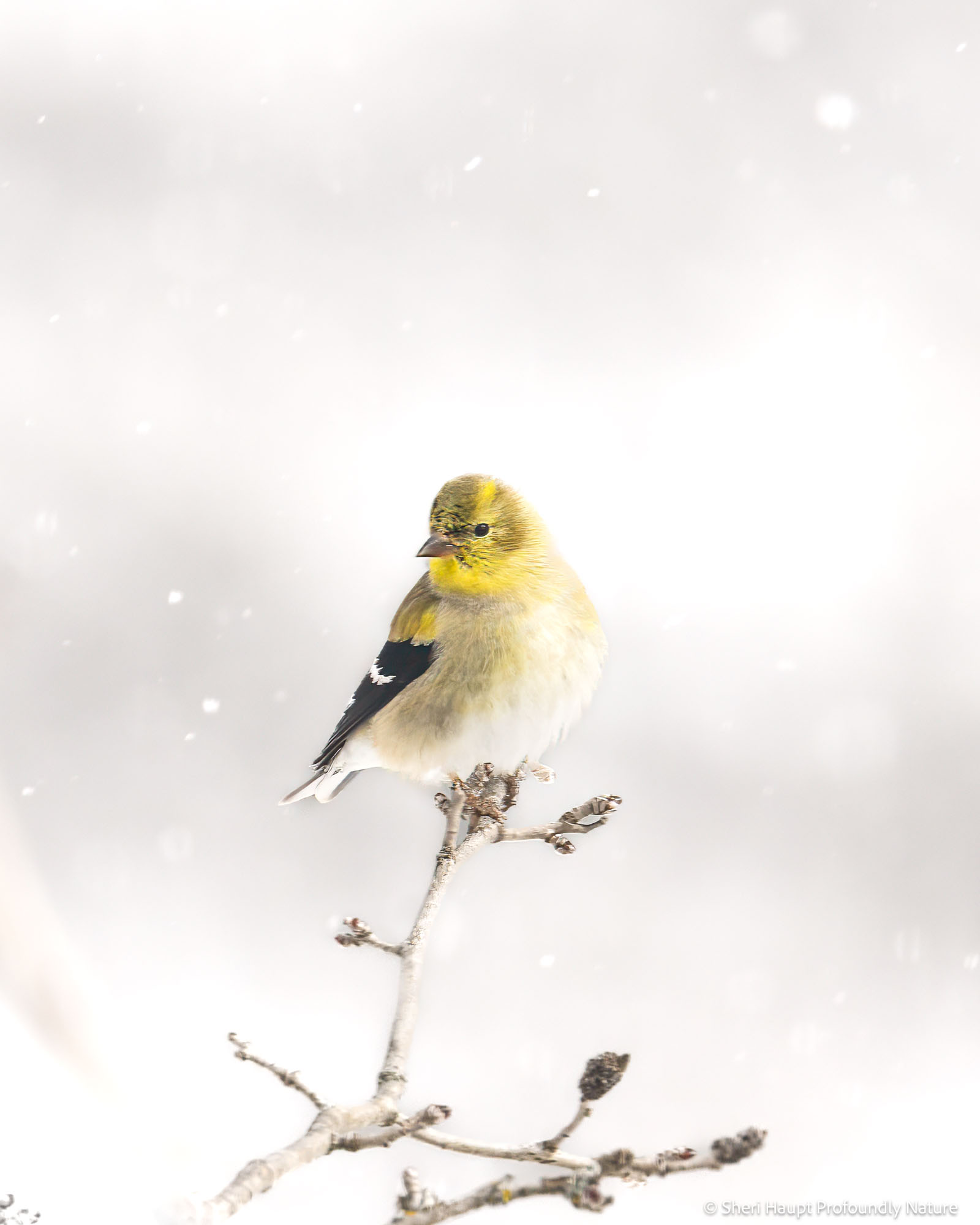 Winter's Pause An American Goldfinch perches quietly as snow drifts through the winter air, its muted winter plumage blending softly into the...